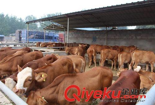 山东省昌乐县 利木赞牛养殖场--肉牛犊价格.养牛场