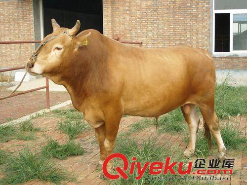 2014年鲁西黄牛最新价格,湖南怀化鲁西黄牛养殖场