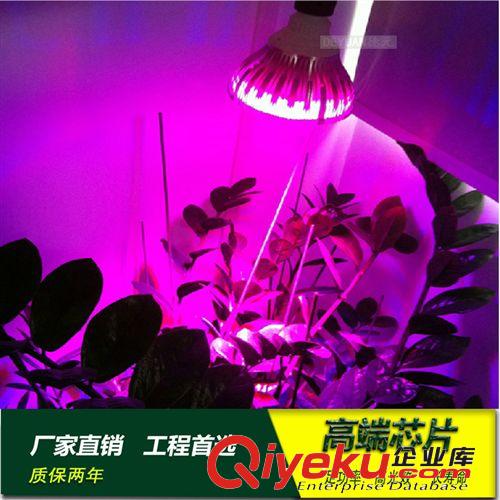 LED室内照明 植物灯7W12W24W 红蓝 植物补光灯 冬季 园艺 植物 蔬果养护专用