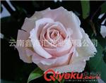 厂家直供玫瑰鲜切花种苗 专利品种 美琪玫瑰苗