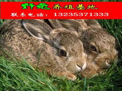 【野兔 比利时野兔 野兔崽 野兔养殖效益高 野兔