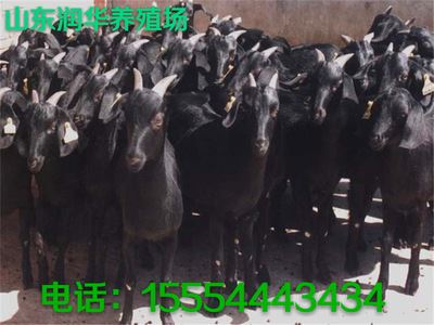 黑山羊 努比亚黑山羊、白山羊和黑山羊	白山羊种羊价格