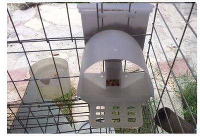 养鸽设备及配件 新鸽子鸽用自动食槽 肉鸽 自动料槽 鸽自动食盒 节粮食盒单孔料盒