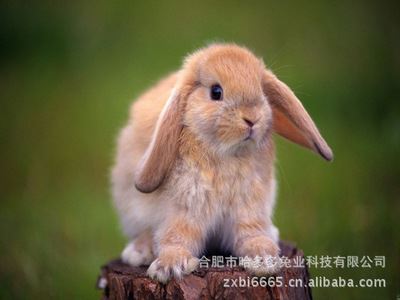 热销产品 各种宠物兔，垂耳兔种兔