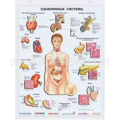 吸塑挂图专业厂家供应女性人体解剖图浮雕医学挂图图