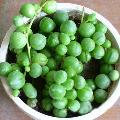 多肉植物 批发绿色垂吊多肉植物 珍珠吊兰 情人泪 迷你盆栽 净化空气