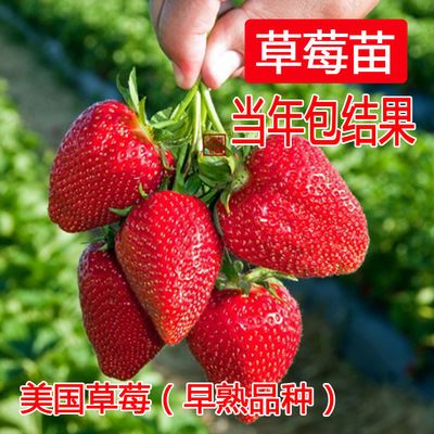 果树苗 国豪 盆栽草莓苗 美式品种 霹雳蜜（果如其名超甜）四季草莓苗