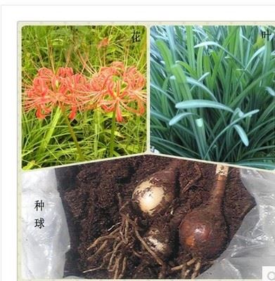 种球类 优质彼岸花石蒜种球批发 花卉植物 货源足 量大优惠 欢迎选购