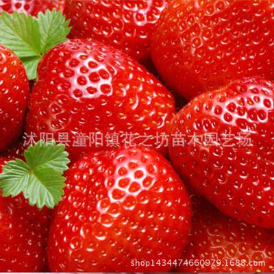优质种子 盆栽四季草莓苗优质奶油等草莓苗四季果树苗当年结果买一千送二百