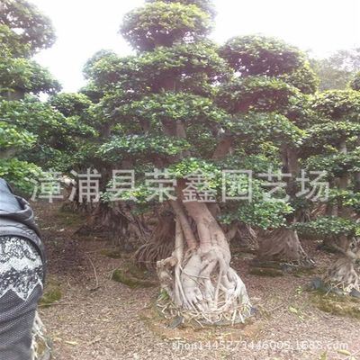 盆栽 别墅盆景 庭院盆景 绿色植物 工程绿化 大型榕树盆景 小叶榕基地