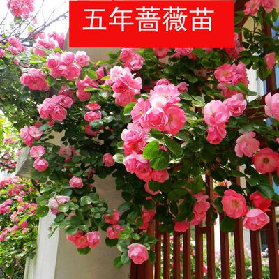 月季蔷薇藤本植物 多花蔷薇花苗 爬藤月季玫瑰爬墙 5年苗庭院花卉盆栽