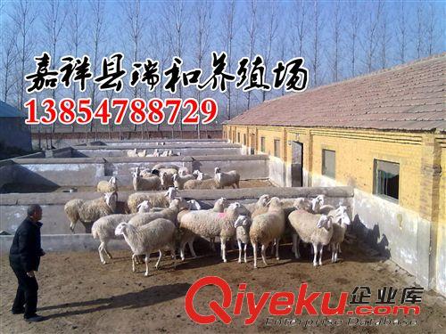 小尾寒羊养殖场，纯种小尾寒羊价格，小尾寒羊养殖的利润
