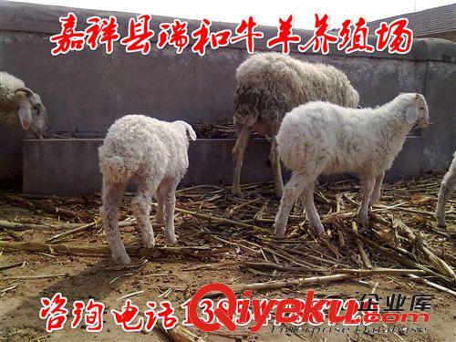 小尾寒羊养殖场，纯种小尾寒羊价格，小尾寒羊养殖的利润