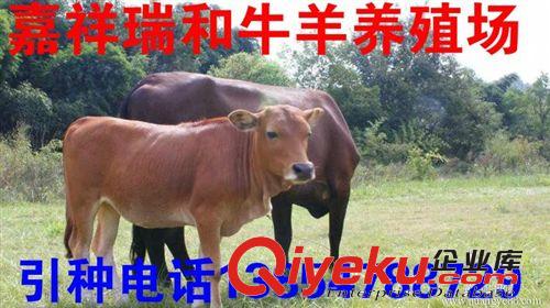 肉牛养殖基地夏洛莱牛牛犊养殖夏洛莱牛牛犊价格