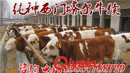 养牛场省级{zd0}的肉牛供种基地肉牛价格肉牛养殖