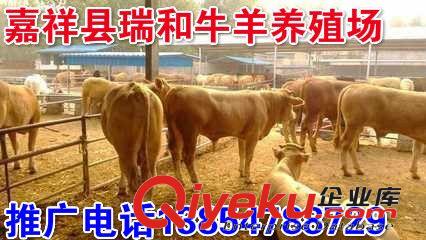 肉牛犊养殖场鲁西黄牛养殖基地鲁西黄牛牛犊价格