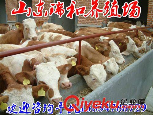 肉牛犊养殖场西门塔尔牛牛犊养殖基地西门塔尔牛价格