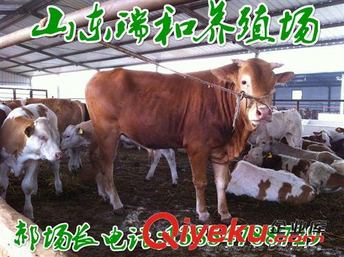 肉牛犊养殖场西门塔尔牛牛犊养殖基地西门塔尔牛价格