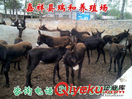 养驴场肉驴，肉驴苗价格。肉驴驴苗养殖的利润