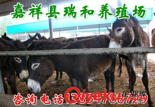 养驴场肉驴，肉驴苗价格。肉驴驴苗养殖的利润