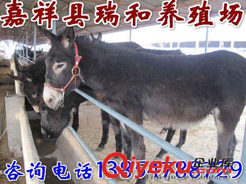 肉驴育肥和繁殖繁殖技术，肉驴价格，肉驴养殖的利润