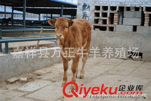 鲁西黄牛是我国名贵牛种之一万正养殖场