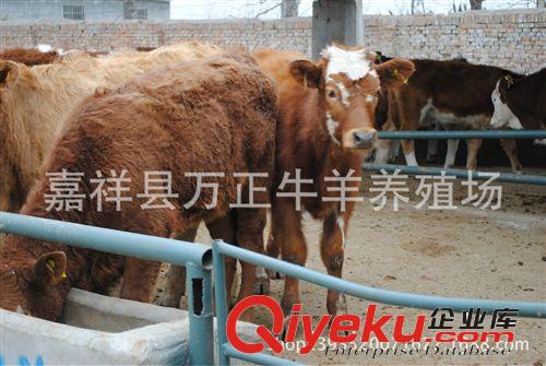 鲁西黄牛是我国名贵牛种之一万正养殖场