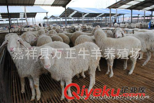 哪里的羊价格便宜山东济宁万正牛羊养殖基地