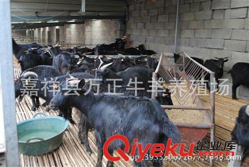 黑山羊的养殖技术指导万正牛羊养殖基地