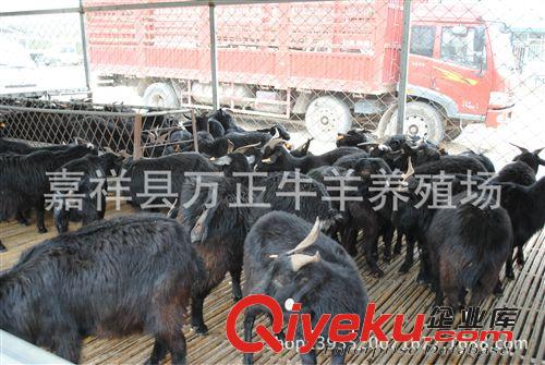 黑山羊的养殖技术指导万正牛羊养殖基地