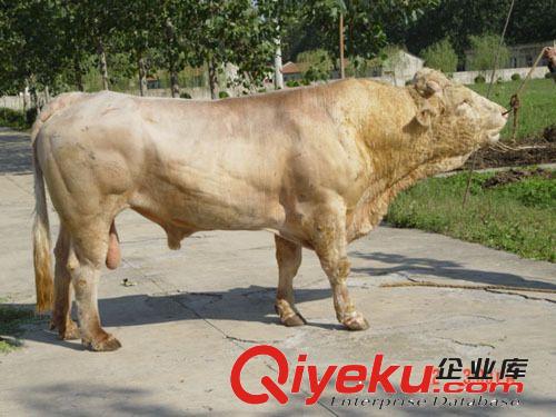 甘肃养殖场常年出售夏洛莱牛 种牛 牛犊 肉牛养牛利润分析