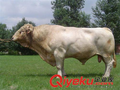 甘肃养殖场常年出售夏洛莱牛 种牛 牛犊 肉牛养牛利润分析