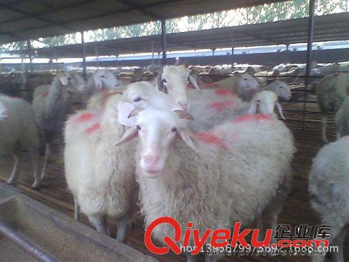 江苏小尾寒羊价格 小尾寒羊多少钱提高 小尾寒羊养殖效益分析