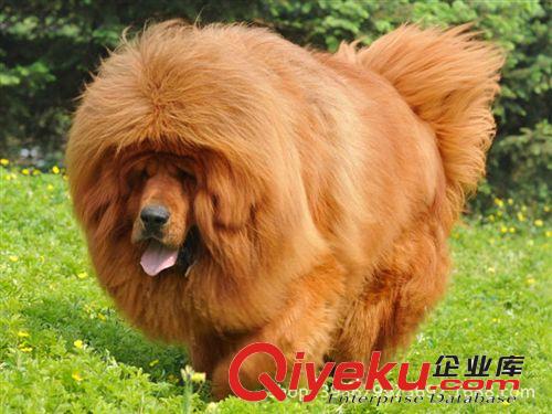 宠物狗 藏獒 藏獒幼犬 藏獒犬 长毛大狮头藏獒 公母都有免费运输