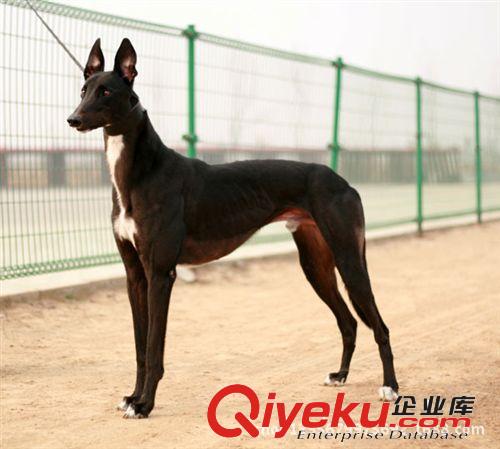 供应山东济宁名猎犬.格力犬 山东灵缇犬 格力狗仔 格力养殖场