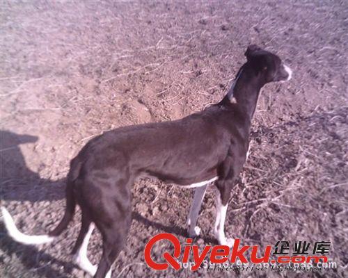 供应山东济宁名猎犬.格力犬 山东灵缇犬 格力狗仔 格力养殖场