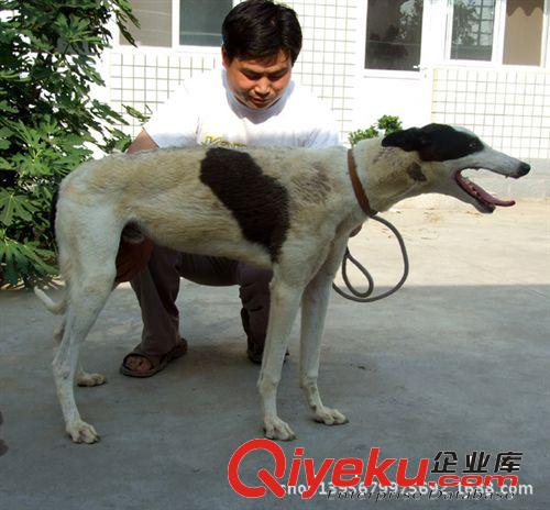 出售纯种格力犬 格力犬成年犬 幼犬格力犬价格 15265728863