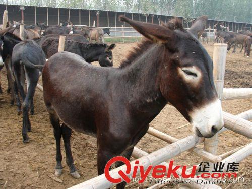 广西防城港市肉驴养殖场常年出售肉驴 驴苗 种驴 德州驴