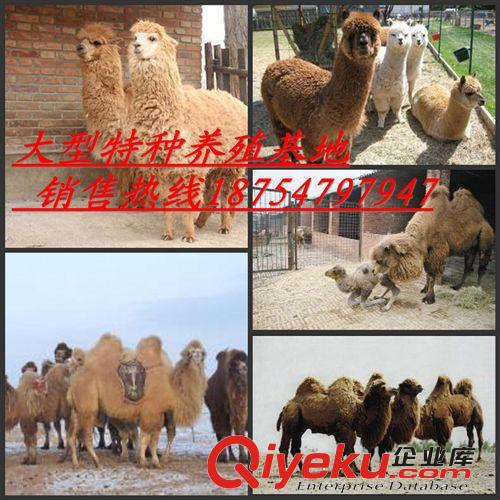 内蒙古阿拉善盟市香附近哪里有出售骆驼和羊驼的
