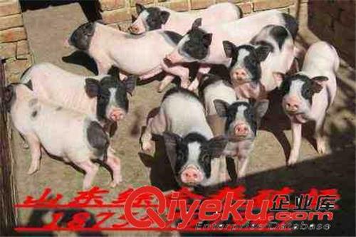 甘肃张掖市香附近那里有出售香猪的