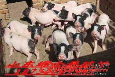 贵州赤水市香附近巴马香猪圈养技术