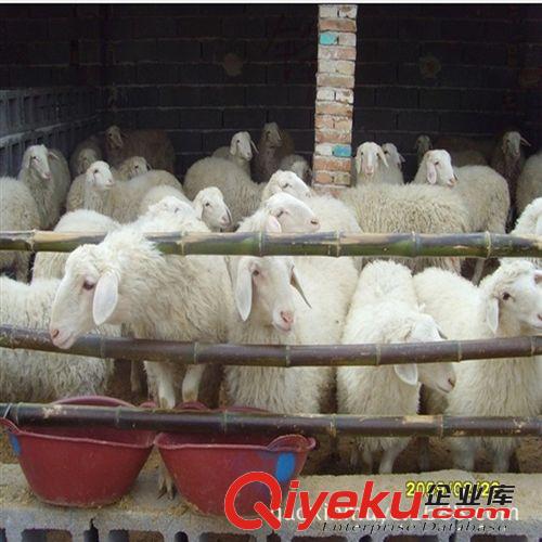 2014年小尾寒羊羊羔肉羊{zx1}养殖技术成本低生长速度快利润高