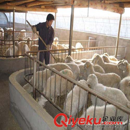 2014年小尾寒羊羊羔肉羊{zx1}养殖技术成本低生长速度快利润高