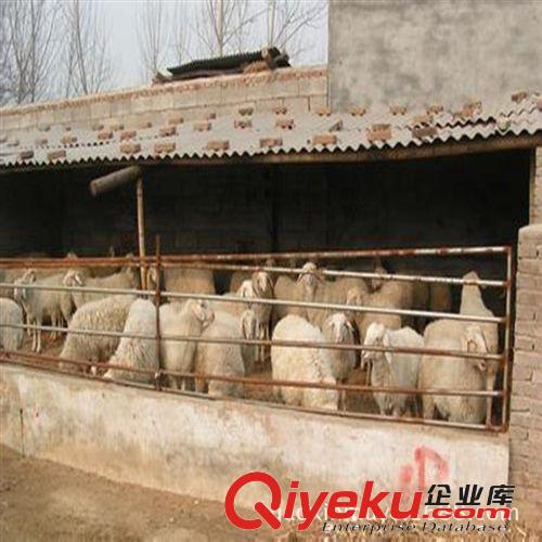 1至3代小尾寒羊羊羔{zx1}价格提供养殖{zx1}养殖技术成本低