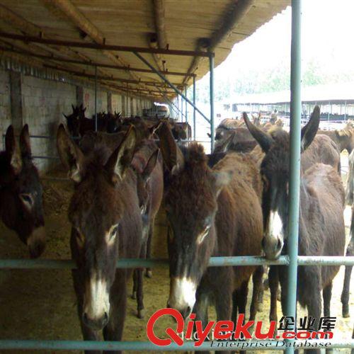 驴苗养殖场 {zx1}价格 供应种驴 肉驴养殖 毛驴 肉驴苗养殖原始图片3