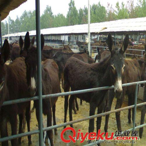 肉驴改良驴驴苗提供肉驴养殖技术 尽在  山东高鑫牧业