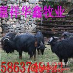 肉羊育肥山羊改良小尾寒羊优质纯种羊羔繁殖黑山羊