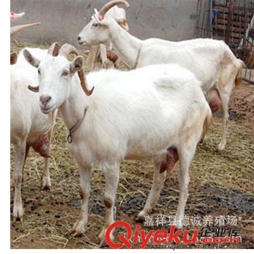 牛羊养殖基地长期供应纯种yz 奶山羊 羊羔 肉羊等