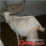 奶山羊厂家直销白山羊养殖羊的技术免费传授
