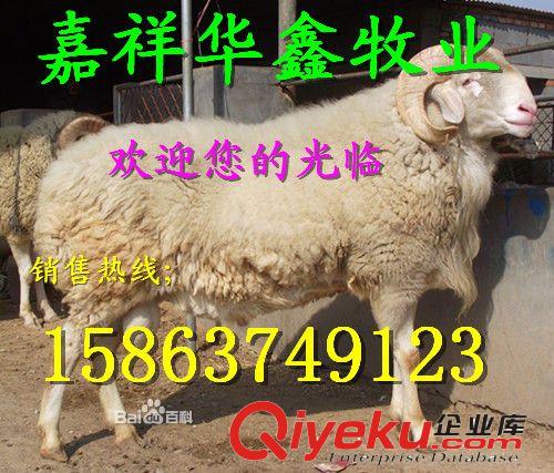 山羊养殖基地 常年免费提供小尾寒羊   种羊